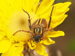 Lepithrix pseudolineata