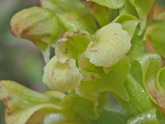 Pterygodium volucris