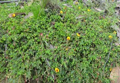 Bossiaea buxifolia