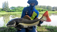 Phractocephalus hemioliopterus