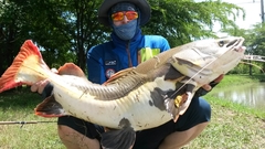 Phractocephalus hemioliopterus