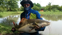 Phractocephalus hemioliopterus