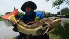 Phractocephalus hemioliopterus