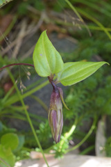 Tripterospermum trinervium