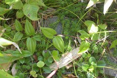 Tripterospermum trinervium