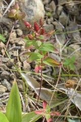 Hypericum kamtschaticum