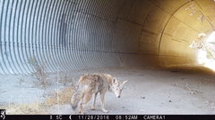 Canis latrans