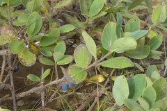 Lonicera caerulea edulis