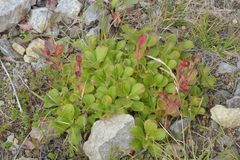 Rhododendron camtschaticum
