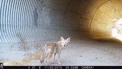 Canis latrans