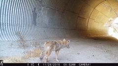 Canis latrans