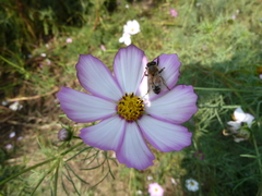 Apis mellifera