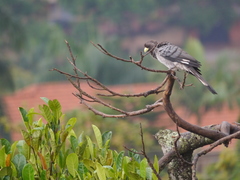Crinifer zonurus