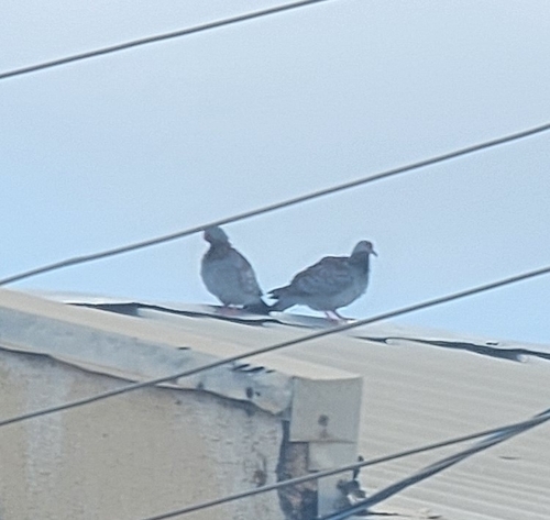 Speckled Pigeon
