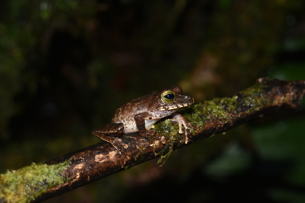 Katak-semak Hoss (Philautus hosii)