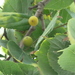Celtis koraiensis - Photo (c) lucapassalacqua,  זכויות יוצרים חלקיות (CC BY-NC)