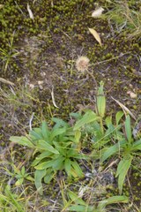 Arnica unalaschcensis