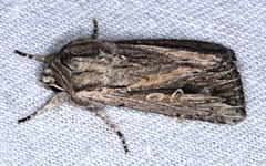 Persectania dyscrita