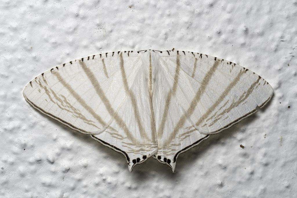 Urapteroides astheniata