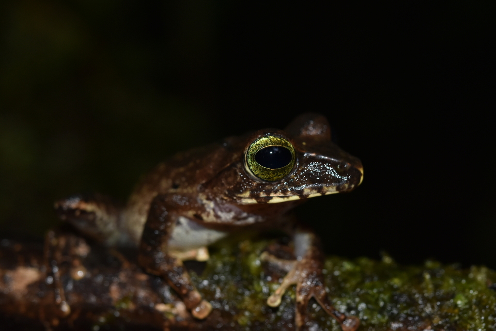 Katak-semak Hoss (Philautus hosii)