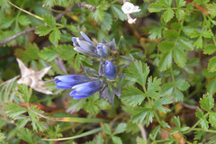 Gentianella auriculata