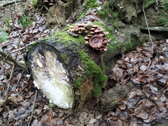Hypholoma