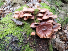 Hypholoma