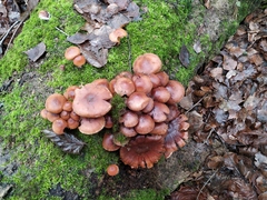 Hypholoma