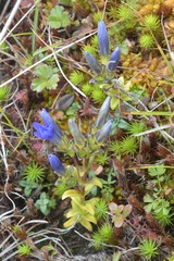Gentiana nipponica