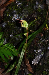 Pterostylis irwinii