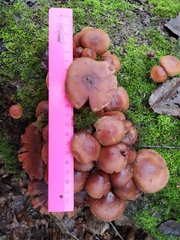 Hypholoma
