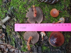 Hypholoma