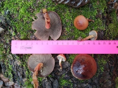 Hypholoma