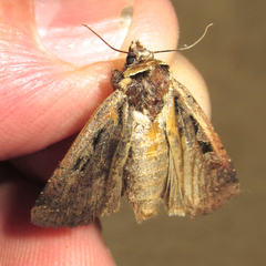 Parabagrotis exsertistigma