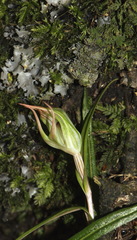 Pterostylis irwinii