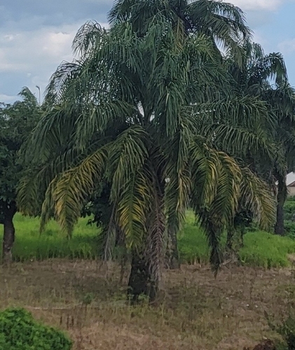 African oil palm