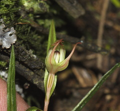 Pterostylis irwinii