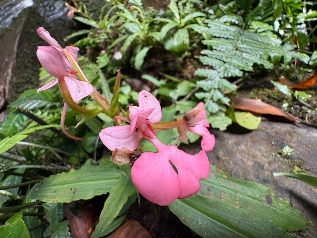 Habenaria janellehayneana
