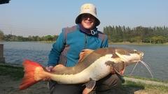 Phractocephalus hemioliopterus