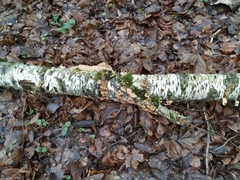 Trichaptum biforme