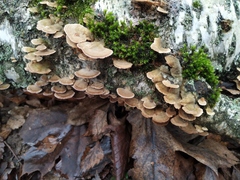 Trichaptum biforme