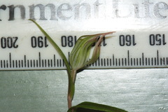 Pterostylis irwinii