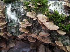 Trichaptum biforme