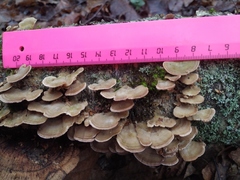 Trichaptum biforme