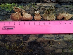 Trichaptum biforme
