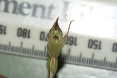 Pterostylis irwinii