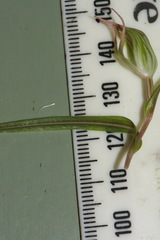 Pterostylis irwinii