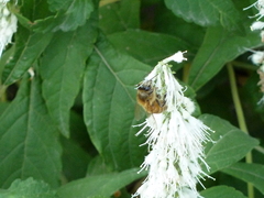 Apis mellifera