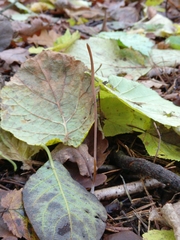 Macrotyphula fistulosa