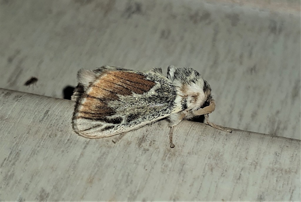 Mesoscia terminata